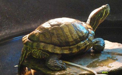 Pet Turtles - Issues and