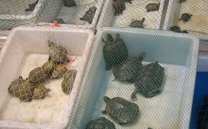 Small turtles from pet