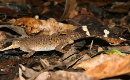 Cape Gecko (Diplodactylus