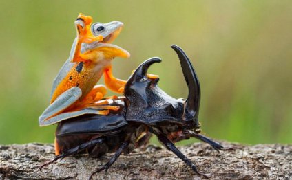 Frog Riding A Beetle 1