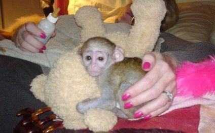 Healthy Tame Capuchin Monkeys