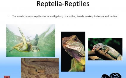 Reptelia-Reptiles The most