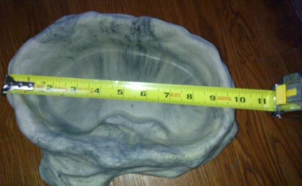 Reptiles dish | Pets: Supplies