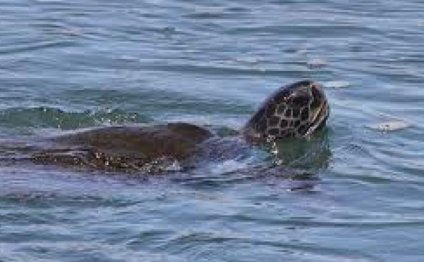 See Sea Turtles in Long Beach