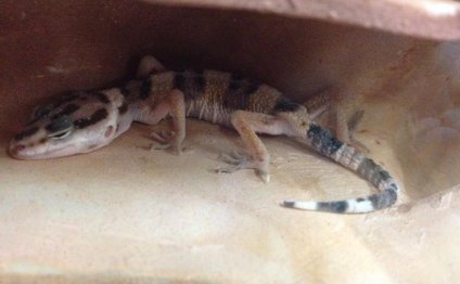Sick leopard gecko for sale at