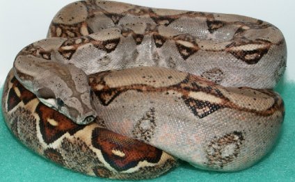 Boa snakes for sale -current