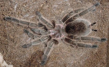 Some tarantula species are