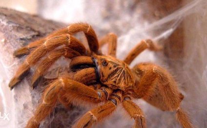 Tarantula Exotic Pets SALE