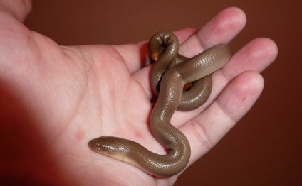 Rubber Boa