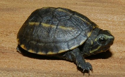 CLOSE [x]WATER TURTLE KITS