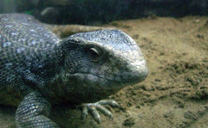 6. Monitor Lizard