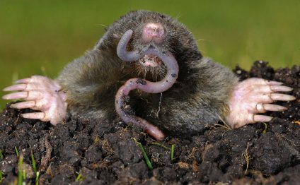 #7 Mole Animal Moles Tunnels