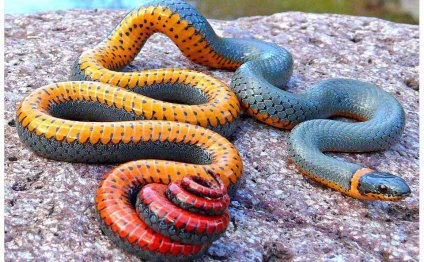 Regal Ringneck Snake