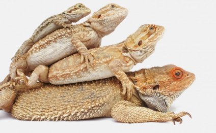 Weekly Reptile Posts