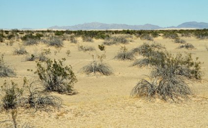Long-tailed Brush Lizard