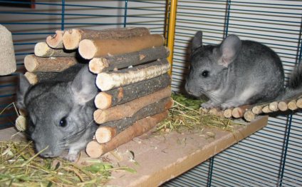 A pet mouse can mostly take