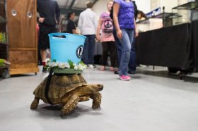 3-year old Sulcata, Scooter, roamed the convention floor.