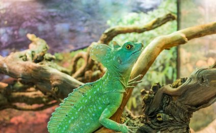 Reptile stores in Colorado