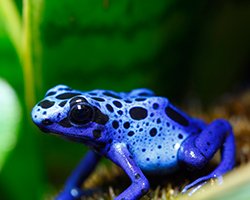 A bright blue poison dart frog sits on a leaf