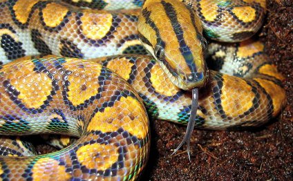 Beautiful pet snakes