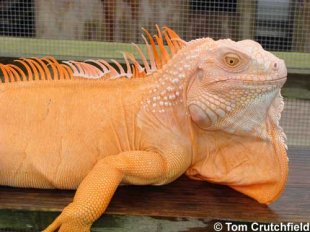 Albino iguana
