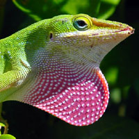 Anole