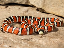 ArizonaMtKingsnake-VP-header.png