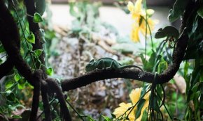 Baby Veiled Chameleon