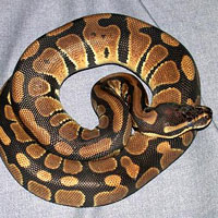 Ball Python