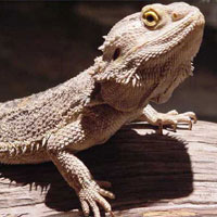 Bearded Dragon