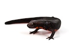 Buy a Fire Bellied newt