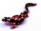 Buy a Kaiser newt