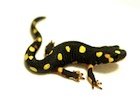 Buy a Lake Urmia newt