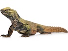 Buy a Moroccan uromastyx acanthinura