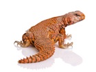 Buy a Red NIger uromastyx