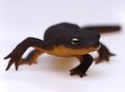 Buy a Rough Skinned newt