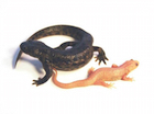 Buy a Spanish Iberian ribbed newt