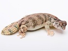 Buy a uromastyx thomasi