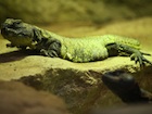 Buy a Yellow NIger uromastyx
