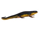 Buy an Eastern newt