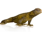 Buy an Egyptian uromastyx aegyptia
