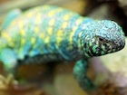 Buy an Ornate uromastyx ornata