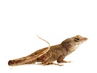 Buy Feeder Anoles for sale