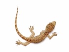 Buy Feeder Geckos for sale