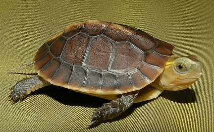Water turtles for sale