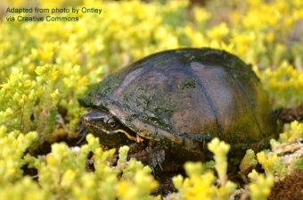 Common musk turtle, also known as a 'stinkpot, ' basking among some yellow flowers