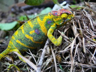 Coolest Lizards In The World: Lesser Chameleon