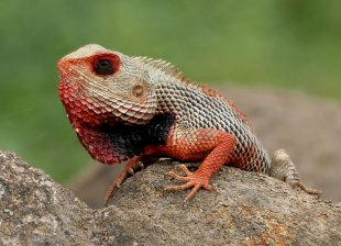 Coolest Lizards In The World: Oriental Garden Lizard