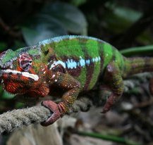 Coolest Lizards In The World: Panther Chameleon