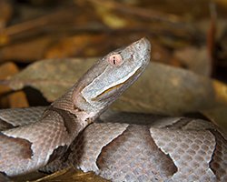 copperhead agkistrodon contortrix portrait